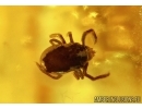 Rare 4 Scarab Beetles Scarabaeidae: Aphodiinae: Ataenius damzeni nov sp and Mite Acari in Baltic amber #4294