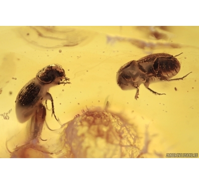 Rare 4 Scarab Beetles Scarabaeidae: Aphodiinae: Ataenius damzeni nov sp and Mite Acari in Baltic amber #4294
