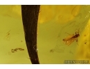 2 WORMS NEMATODA and BIG 30mm! LEAF in Baltic amber #4298