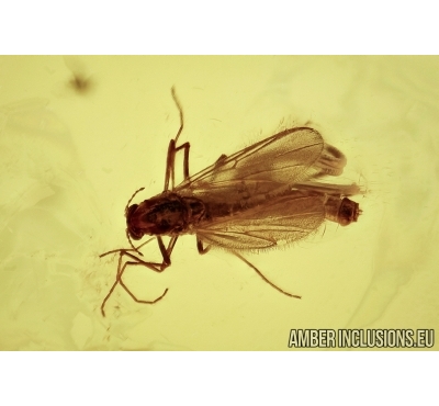 2 WORMS NEMATODA and BIG 30mm! LEAF in Baltic amber #4298