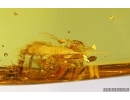 Extremely rare DIPLURA , Two Pronged Bristle-tail in Baltic amber #4475