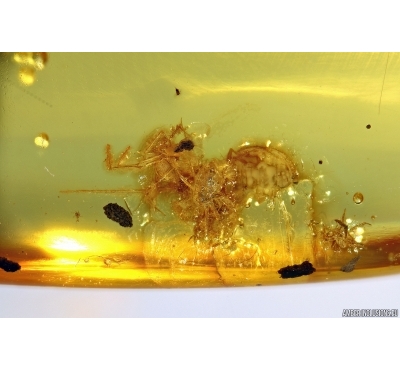 Extremely rare DIPLURA , Two Pronged Bristle-tail in Baltic amber #4475