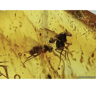 Mite, Acari and Long-legged Flies Dolichopodidae in Baltic amber #4343