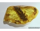 FERN, PTERIDOPHYTA in Baltic amber #4349