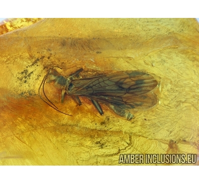 Stonefly, Plecoptera probably Neumouridae in Baltic Amber #4370