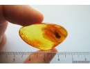 Stonefly, Plecoptera probably Neumouridae in Baltic Amber #4370