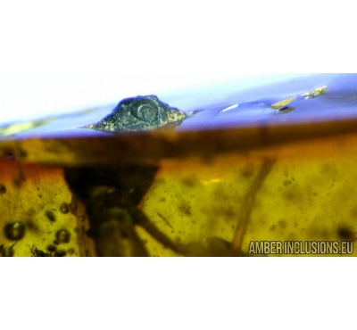 VERY BIG 16mm WALKING STICK PHASMATODEA in Baltic amber #4378