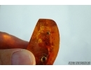 VERY BIG 16mm WALKING STICK PHASMATODEA in Baltic amber #4378