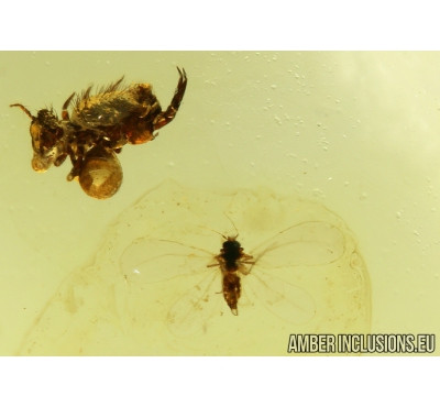 WHITEFLY, ALEYRODOIDEA, Springtail Collembola and nice Leaf in Baltic amber # 4380