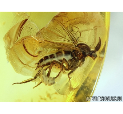 Unusual fungus gnat Mycetophilidae with Eggs! Fossil inclusion in Baltic amber #4397