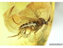 Unusual fungus gnat Mycetophilidae with Eggs! Fossil inclusion in Baltic amber #4397