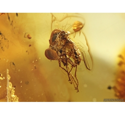 Rare Spider Fly Acroceridae and Spider! in BALTIC AMBER #4444