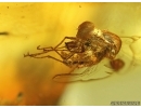 Rare Spider Fly Acroceridae and Spider! in BALTIC AMBER #4444
