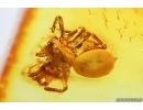 Rare Spider Fly Acroceridae and Spider! in BALTIC AMBER #4444