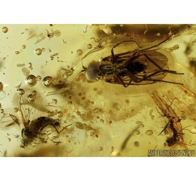 Many Dipterans and Crystals! in BALTIC AMBER #4445