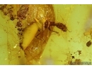 2 CRICKETS and Rare Aquatic Beetle Larva Dytiscidae in BALTIC AMBER #4454