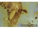 2 CRICKETS and Rare Aquatic Beetle Larva Dytiscidae in BALTIC AMBER #4454