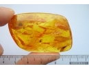  ISOPTERA, TERMITE in BALTIC AMBER #4467