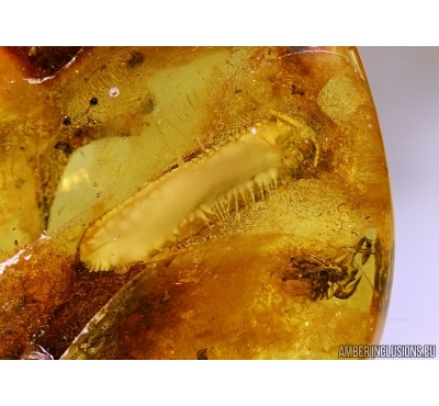 Rare Diplopoda Polyzonidae, Pseudoscorpion and Spider in BALTIC AMBER #4471