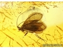 Two nice Caddisflies Trichoptera in Baltic amber #4489