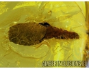 LEPIDOPTERA, Caterpillar in Case Baltic amber #4494