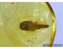 LEPIDOPTERA, Caterpillar in Case Baltic amber #4494
