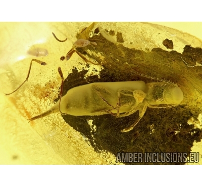 Longhorn Beetle, Cerambycidae. Fossil insect in Baltic amber #4497