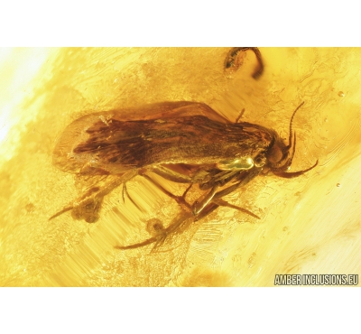 Moth Lepidoptera with Eggs! Fossil insect in Baltic amber #4526