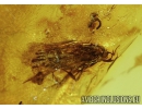 Moth Lepidoptera with Eggs! Fossil insect in Baltic amber #4526