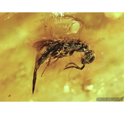 Very Rare Cuckoo Wasp, Chrysididae. Fossil inclusion in Big Baltic amber #4530