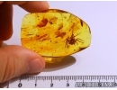 Very nice, big 15 mm Spider in Baltic amber #4533
