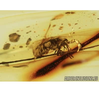 Extremely Rare Pseudoscorpion Phoresy in Baltic amber #4555