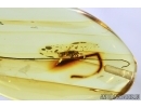 Extremely Rare Pseudoscorpion Phoresy in Baltic amber #4555