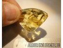 Extremely rare LIZARD TAIL  50mm!! in Baltic amber #4558