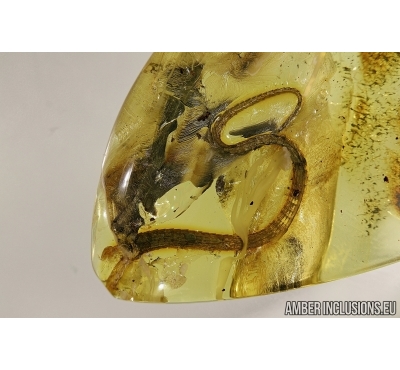 Extremely rare LIZARD TAIL  50mm!! in Baltic amber #4558