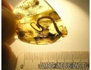Extremely rare LIZARD TAIL  50mm!! in Baltic amber #4558