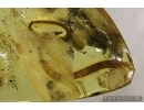 Extremely rare LIZARD TAIL  50mm!! in Baltic amber #4558
