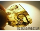 Extremely rare LIZARD TAIL  50mm!! in Baltic amber #4558