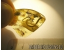 Extremely rare LIZARD TAIL  50mm!! in Baltic amber #4558
