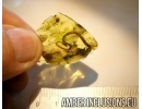Extremely rare LIZARD TAIL  50mm!! in Baltic amber #4558
