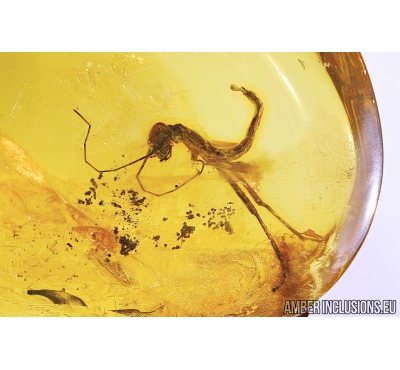 PHASMATODEA, WALKING STICK In BALTIC AMBER #4559