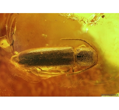 Big 11mm! Longhorn Beetle, Cerambycidae in Big 38g Baltic amber #4605