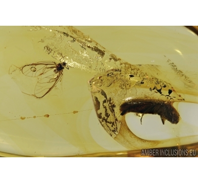 Aphid and Click beetle Elateridae in Baltic amber #4609