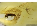 Aphid and Click beetle Elateridae in Baltic amber #4609