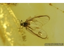 Aphid and Click beetle Elateridae in Baltic amber #4609