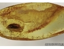 MAMMALIAN HAIR STAND BUNCH and BEETLE in BALTIC AMBER #4636