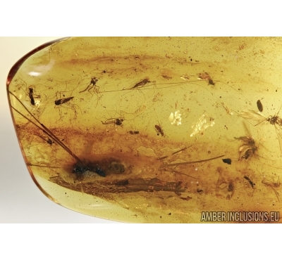 Bristletail with Fungus, Flies and Mammaian Hair. Fossil inclusions in Baltic amber #4638