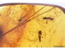 Bristletail with Fungus, Flies and Mammaian Hair. Fossil inclusions in Baltic amber #4638