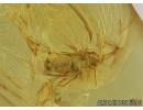 Rare Psyllid, Psylloidea in Baltic amber #4677