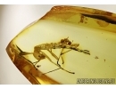  Very big 11mm, nice looking Walking stick Phasmatodea and Ant in Baltic amber #4679